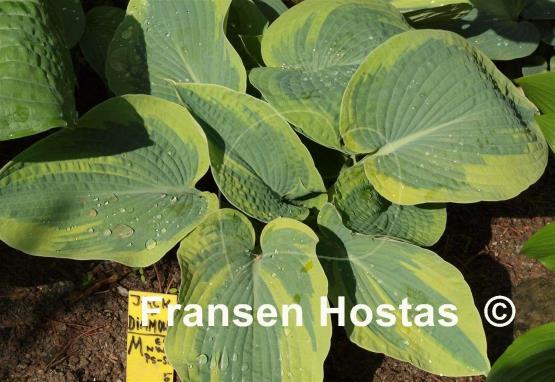 Hosta Jack of Diamonds